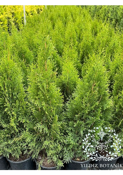 Smaragd Batı Mazısı Fidanı Thuja Occidentalis Smaragd Çam Ağacı 40-50 cm