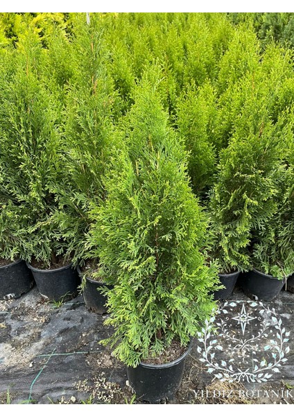 Smaragd Batı Mazısı Fidanı Thuja Occidentalis Smaragd Çam Ağacı 40-50 cm fiyatları