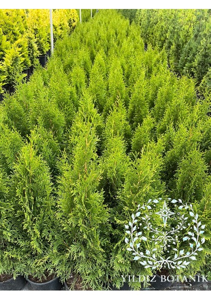 Smaragd Batı Mazısı Fidanı Thuja Occidentalis Smaragd Çam Ağacı 40-50 cm modelleri