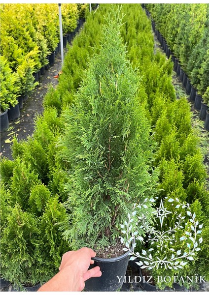 Smaragd Batı Mazısı Fidanı Thuja Occidentalis Smaragd Çam Ağacı 40-50 cm indirimleri