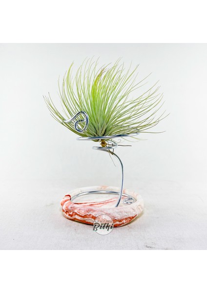Tillandsia Andreana (M) - Hava Bitkisi Air Plant