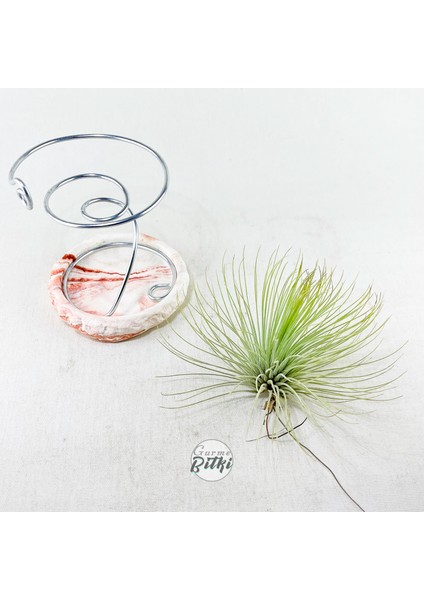 Tillandsia Andreana (M) - Hava Bitkisi Air Plant fiyatları