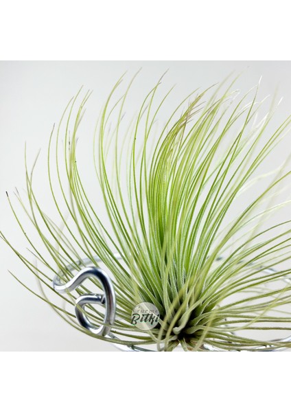 Tillandsia Andreana (M) - Hava Bitkisi Air Plant modelleri