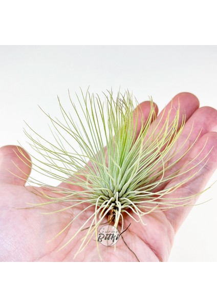 Tillandsia Andreana (M) - Hava Bitkisi Air Plant fırsatları
