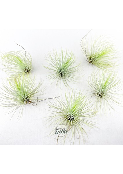 Tillandsia Andreana (M) - Hava Bitkisi Air Plant indirimleri