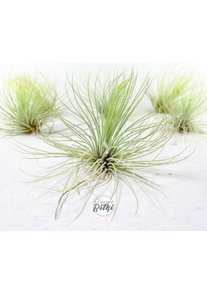 Tillandsia Andreana (M) - Hava Bitkisi Air Plant