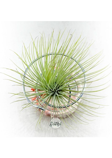 Tillandsia Andreana (M) - Hava Bitkisi Air Plant