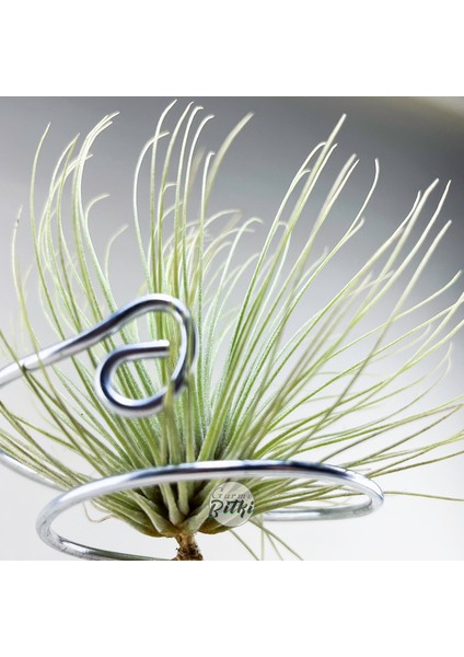 Tillandsia Andreana (M) - Hava Bitkisi Air Plant