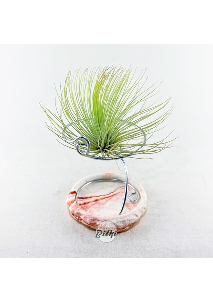 Tillandsia Andreana (M) - Hava Bitkisi Air Plant