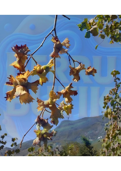 Organik Fındık - Doğal Fındık - Kabuklu Giresun Fındığı - 100 gr fiyatları