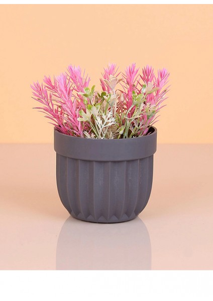 Çizgili Saksı Dikenli Çiçek -5781