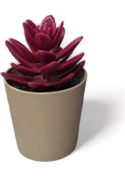 Saksılı Yapa Çiçek Sükülen -5675