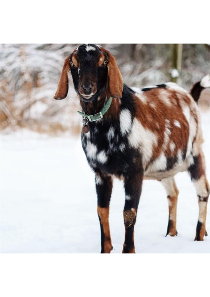 18PCS Inek Atı Koyun Otlatma Bakır Çanları Küçük Pirinç Çan, Inek Retro Çan Inek Çanları Gürültü Üreticisi (Yurt Dışından) modelleri