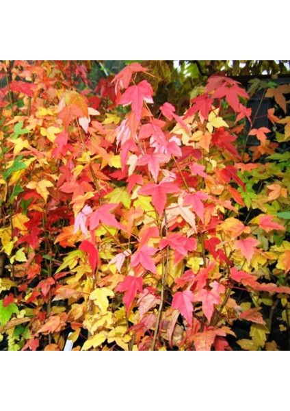 Acer Buergerianum 40 cm