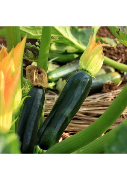 Girit Kabağı Tohumu Kabak Geleneksel Cucurbita Pepo fırsatları