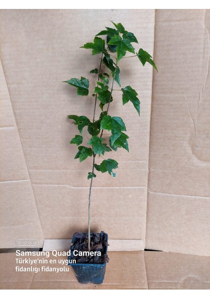 Acer Buergerianum 40 cm fiyatları