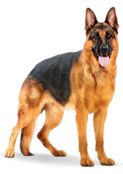 Maxi Adult Büyük Irk Yetişkin Kuru Köpek Maması 15 Kg