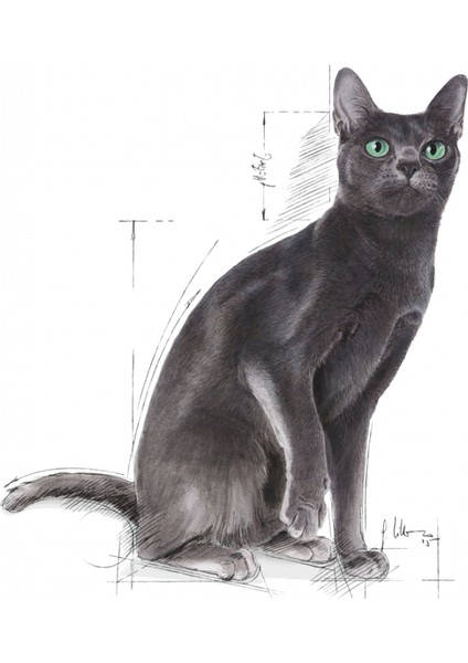 Sterilised37 Kısırlaştırılmış Kediler için Kuru Kedi Maması 2kg