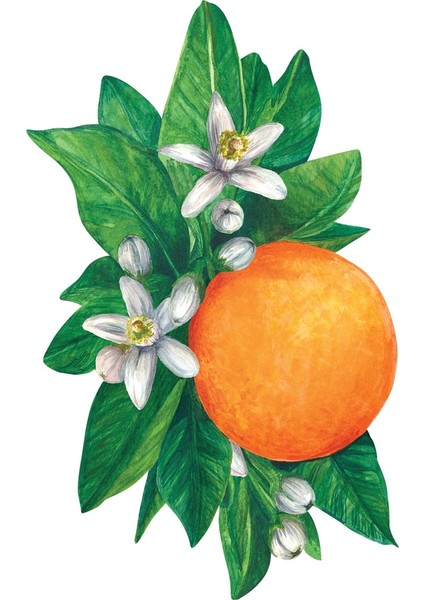 Orange Blossom Table Accent - Pack Of 12