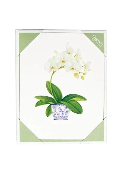 Potted Orchids Boxed Note Cards 10 Cards And 10 Envelopes Per Package