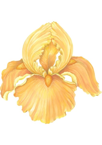 Die-Cut Iris Placemat - 12 Sheets