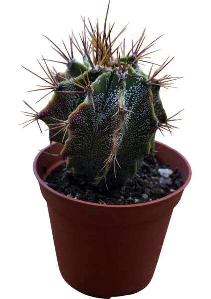 Özel Tür Astro Kaktüs - Astrophytum Ornatum 8,5 cm Lik Saksıda
