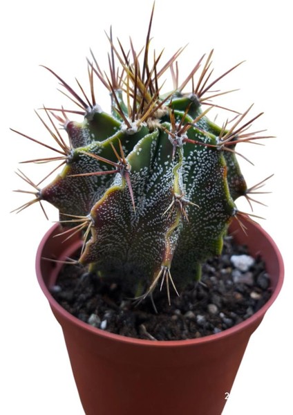 Özel Tür Astro Kaktüs - Astrophytum Ornatum 8,5 cm Lik Saksıda fiyatları