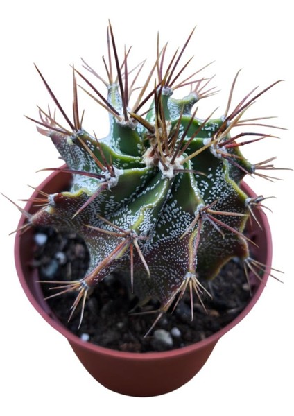Özel Tür Astro Kaktüs - Astrophytum Ornatum 8,5 cm Lik Saksıda modelleri