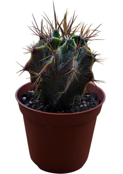 Özel Tür Astro Kaktüs - Astrophytum Ornatum 8,5 cm Lik Saksıda fırsatları