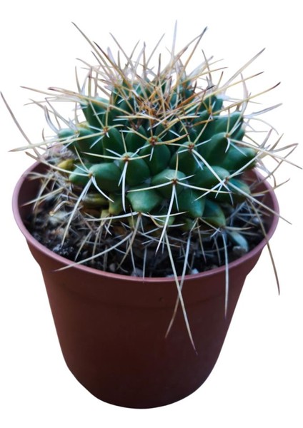 Mammillaria Magnimamma Kaktüs 8,5 cm Lik Saksıda