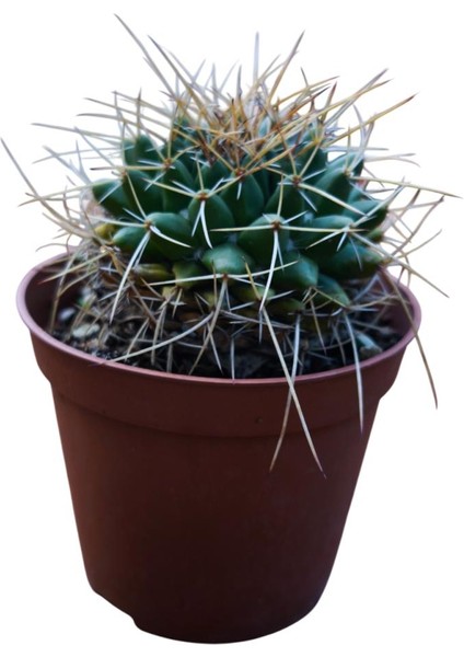 Mammillaria Magnimamma Kaktüs 8,5 cm Lik Saksıda fiyatları