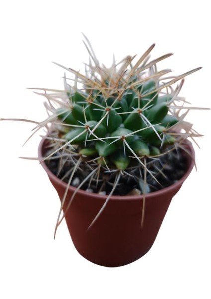 Mammillaria Magnimamma Kaktüs 8,5 cm Lik Saksıda modelleri