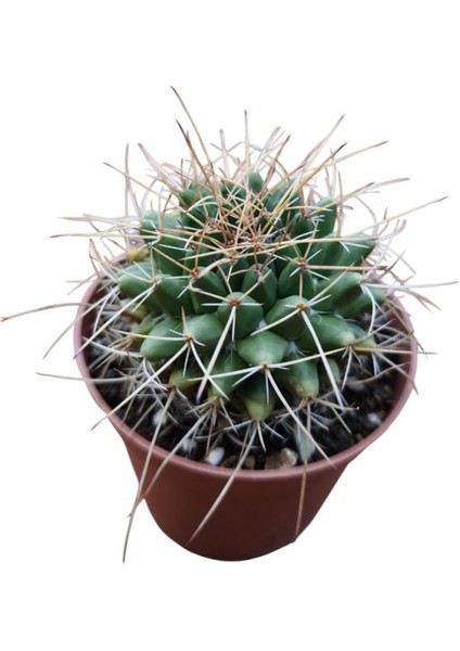 Mammillaria Magnimamma Kaktüs 8,5 cm Lik Saksıda fırsatları