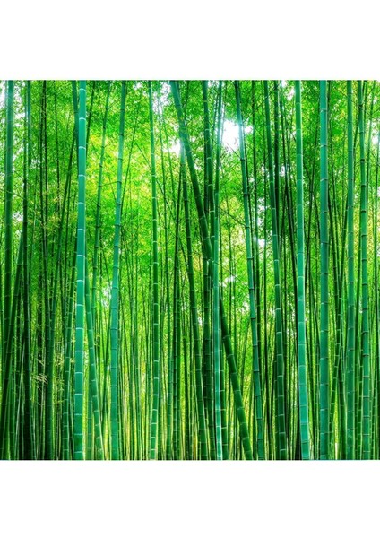 Bambu Ormanı Desenli Silinebilir Sağlıklı Tekstil Duvar Kağıdı fırsatları