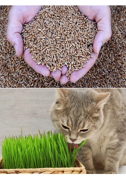 Kedi Çimi Tohumu 750 Gram modelleri