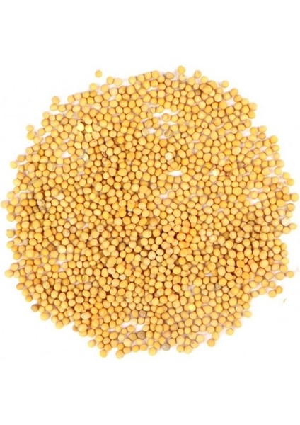 Doğal Sarı Hardal Tohumu 250 gr Elenmiş & Katkısız Taze Mahsül modelleri