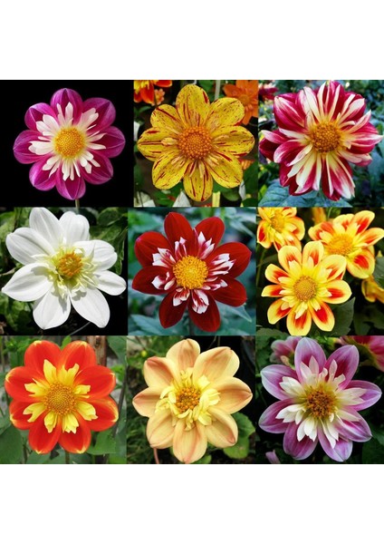 Yıldız Çiçeği Tohumu Dahlia Collarette Karışımı