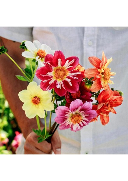 Yıldız Çiçeği Tohumu Dahlia Collarette Karışımı fiyatları