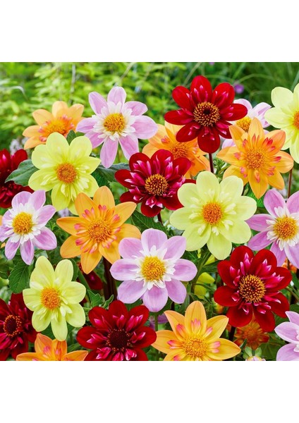 Yıldız Çiçeği Tohumu Dahlia Collarette Karışımı modelleri