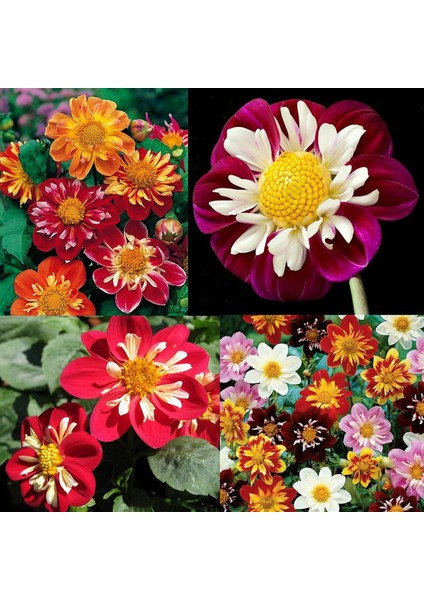 Yıldız Çiçeği Tohumu Dahlia Collarette Karışımı fırsatları