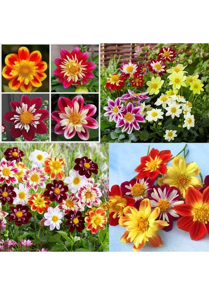 Yıldız Çiçeği Tohumu Dahlia Collarette Karışımı indirimleri