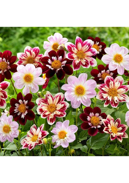 Yıldız Çiçeği Tohumu Dahlia Collarette Karışımı