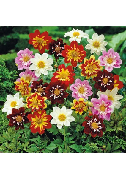 Yıldız Çiçeği Tohumu Dahlia Collarette Karışımı