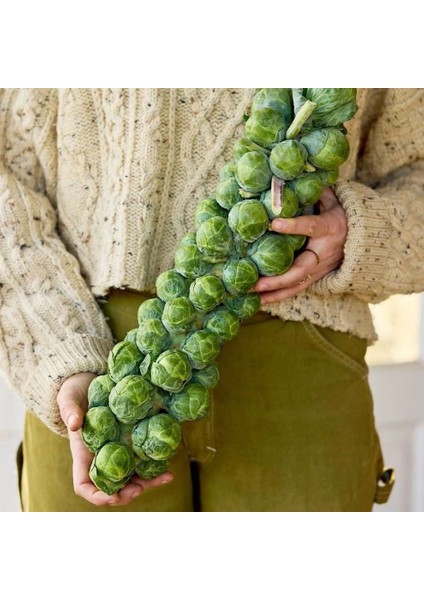Erkenci Brüksel Lahanası Tohumu Brussel Sprouts Long Island
