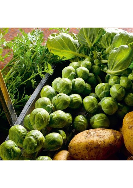Erkenci Brüksel Lahanası Tohumu Brussel Sprouts Long Island fiyatları
