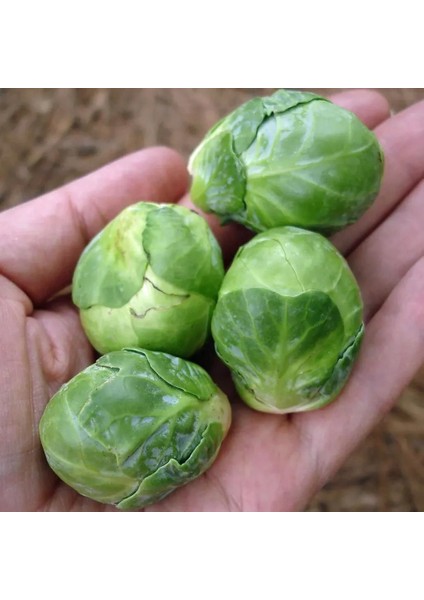 Erkenci Brüksel Lahanası Tohumu Brussel Sprouts Long Island fırsatları