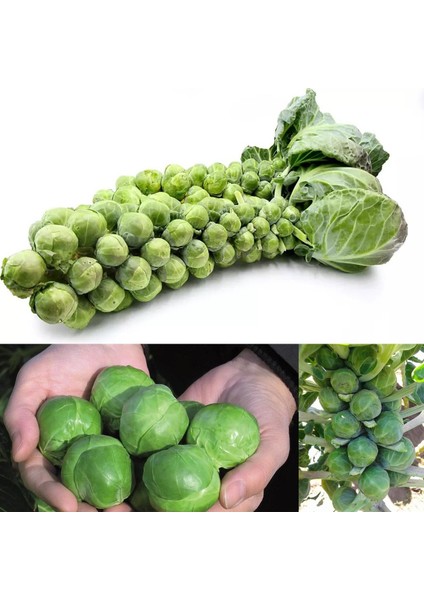 Erkenci Brüksel Lahanası Tohumu Brussel Sprouts Long Island indirimleri