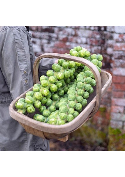 Erkenci Brüksel Lahanası Tohumu Brussel Sprouts Long Island