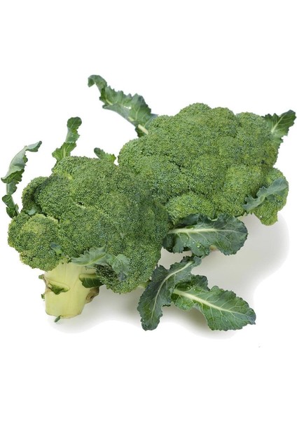 De Cicco Atalık Brokoli Tohumu fırsatları