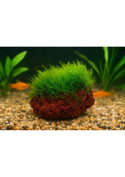 Moss "kayaya Tutturulmuş Java Moss"